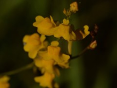 Utricularia chrysantha