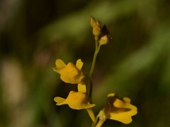 Utricularia chrysantha