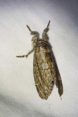 Dasychira atrivenosa