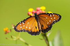 Danaus gilippus