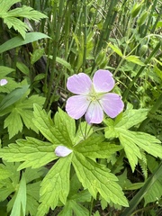 Geranium maculatum