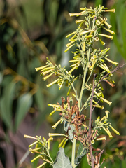 Nicotiana paniculata