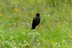 Turdus chiguanco