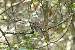 Mecocerculus leucophrys