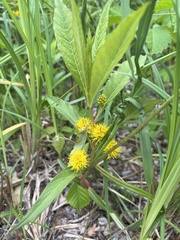 Lysimachia thyrsiflora