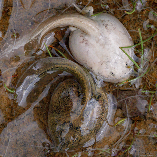 Plains Spadefoot photographed in Wyoming