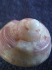 Notogibbula bicarinata