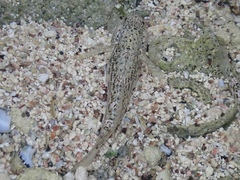 Bathygobius antilliensis