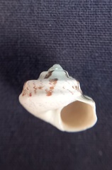 Notogibbula bicarinata