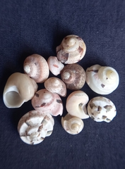 Notogibbula bicarinata