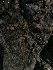 Echinolittorina aspera