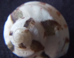 Notogibbula bicarinata