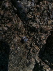 Echinolittorina aspera