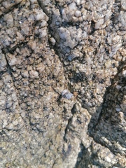 Echinolittorina aspera