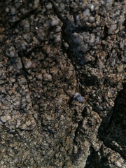 Echinolittorina aspera