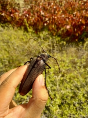 Xixuthrus domingoensis