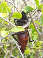 Xixuthrus domingoensis