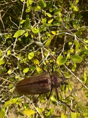 Xixuthrus domingoensis