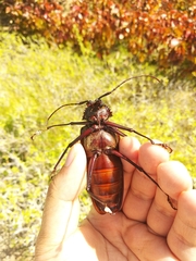 Xixuthrus domingoensis