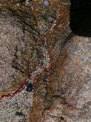 Nerita scabricosta