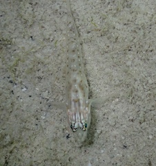 Coryphopterus glaucofraenum