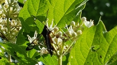 Synanthedon exitiosa