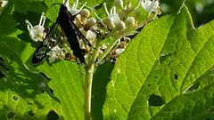 Synanthedon exitiosa