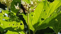 Synanthedon exitiosa