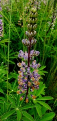 Lupinus oreganus