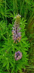 Lupinus oreganus