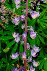 Lupinus oreganus