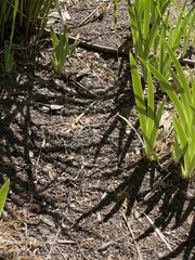 Aspidoscelis neomexicanus