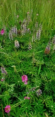 Lupinus oreganus
