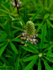 Lupinus oreganus