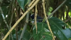 Myrmoborus lugubris