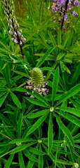 Lupinus oreganus