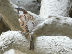 Passer domesticus