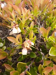Vaccinium boreale