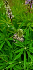Lupinus oreganus
