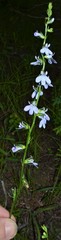 Lobelia appendiculata