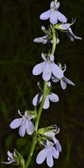 Lobelia appendiculata
