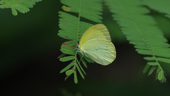 Pyrisitia leuce athalia