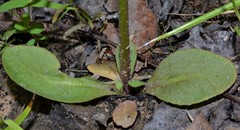 Lobelia appendiculata