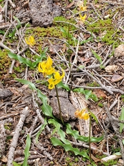 Erythronium pluriflorum