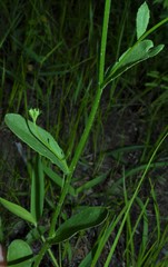Lobelia appendiculata