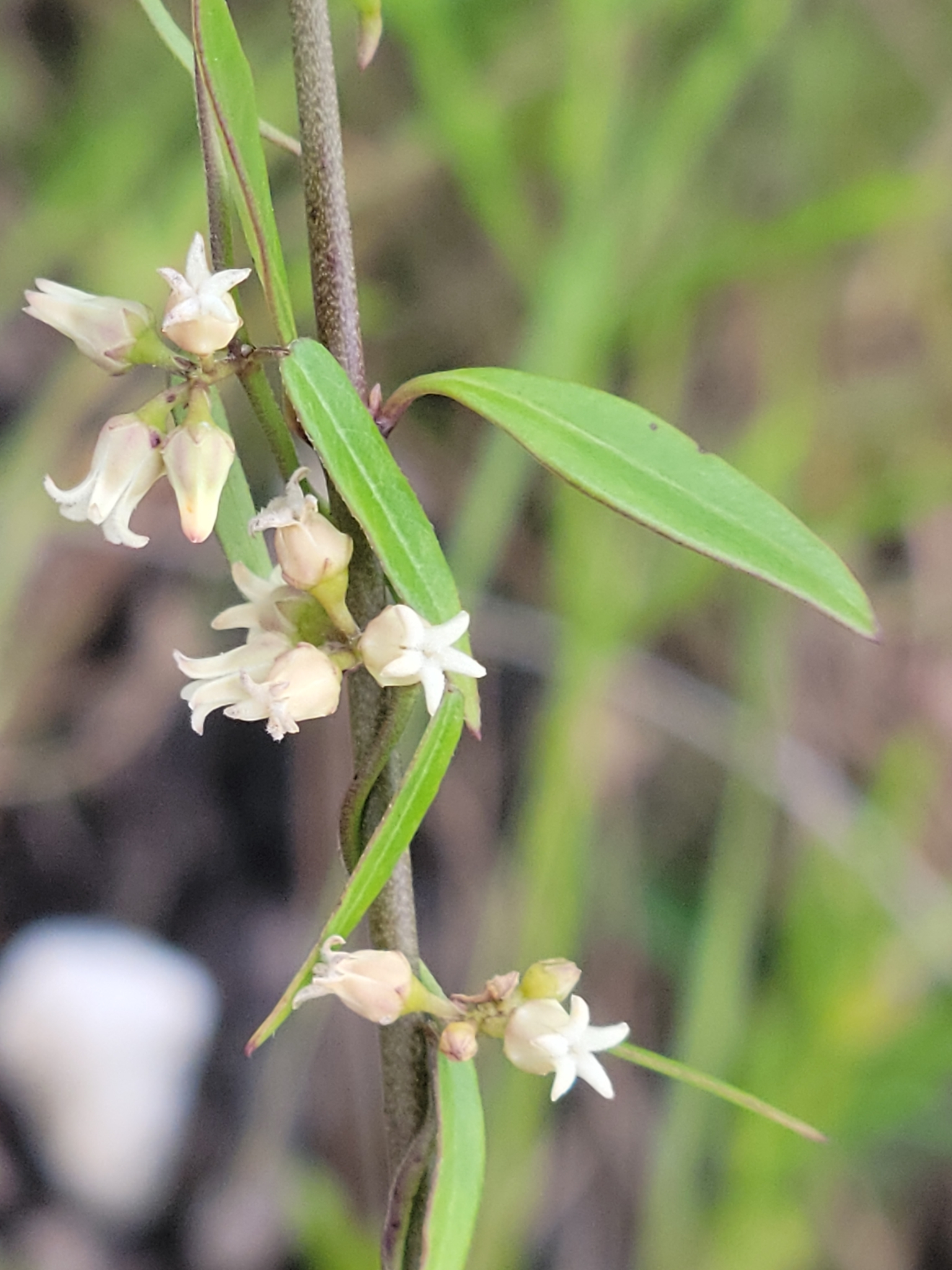 Metastelma blodgettii