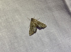 Petrophila longipennis