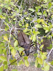 Xixuthrus domingoensis