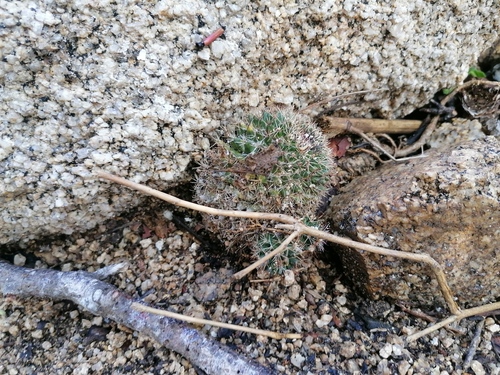 Mammillaria voburnensis