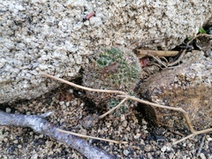 Mammillaria voburnensis